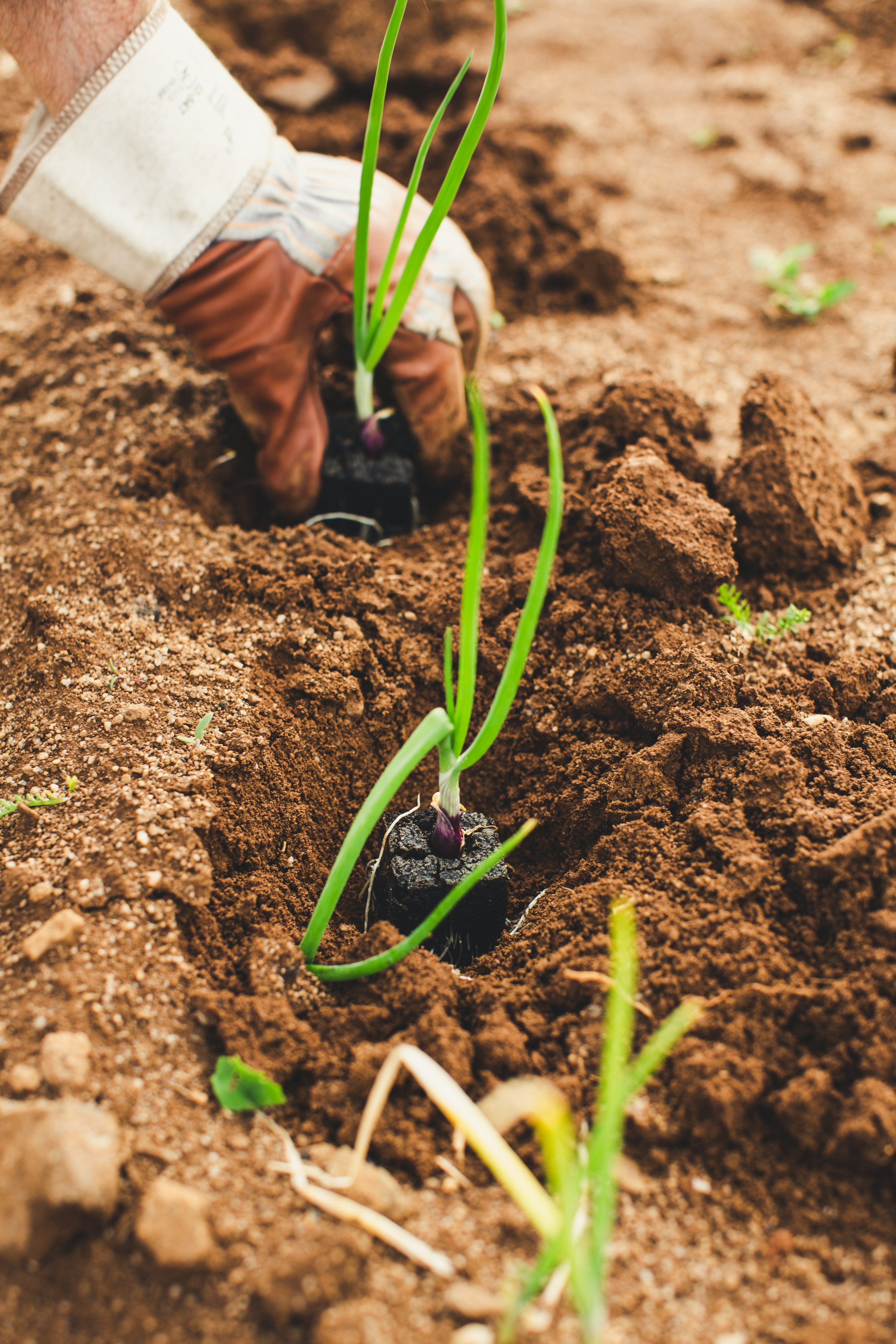 Plantation